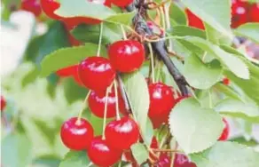  ?? Photo provided by The Park People ?? Cherries are among the few fruit trees that don’t need thinning.