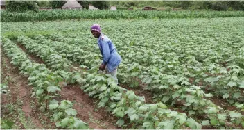  ?? ?? Mr Tatenda Masunungur­e, a cotton farmer in Satuku Village, Nyanga, inspects his crop with pride. – Picture by Tinai Nyadzayo