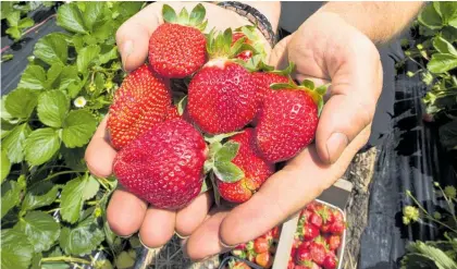  ?? Photo / Brett Phibbs ?? Needles have been found in six brands of Australian strawberri­es across five states.