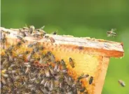  ?? GETTY IMAGES ?? Community apiaries allow city dwellers to get involved with beekeeping.