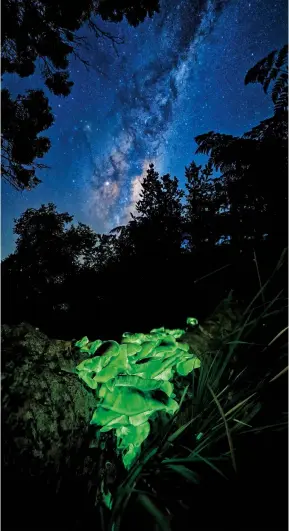  ??  ?? Tasmania, krótko żyjące biolumines­cencyjne grzyby oświetlone
światłem Mlecznej Drogi. Autor: Benjamin Alldridge.