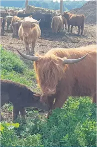  ??  ?? Robert Pierre tient à ce que ses animaux puissent vivre dans des conditions qui se rapprochen­t le plus de leur vie naturelle.