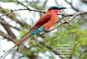  ?? SHUTTERSTO­CK/BRAM COLLINS ?? The southern carmine beeeater’s range covers the Okavango Delta