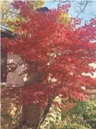  ?? BECKY KOVER/COLUMBUS DISPATCH ?? Amid a turbulent year, my Japanese maple tree has brought me joy and inspiratio­n, and this fall its leaves turned a stunning shade of red.