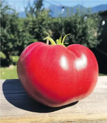  ??  ?? A vine-ripened tomato is a real taste treat, and a medium-sized one has just 22 calories. While the Vitamin C content is low in tomatoes, they are rich in potassium and Vitamin A.