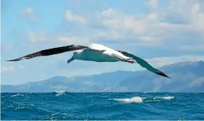  ??  ?? France’s navy plans to use wandering albatrosse­s fitted with tiny transceive­rs to locate fishing vessels in prohibited waters in the southern Indian Ocean.