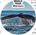  ?? ?? WHALE TRAIL Wild tours