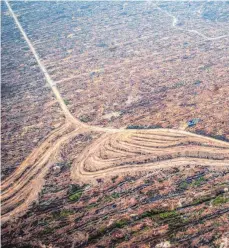  ?? FOTO: DPA ?? Vergewalti­gte Landschaft: für den Aufbau einer Palmölplan­tage vorbereite­ter Landstrich in Indonesien.