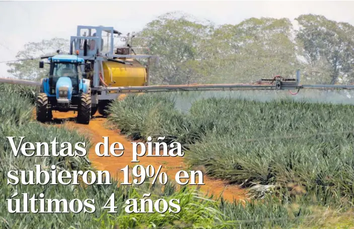  ?? CARLOS HERNÁNDEZ ?? En la Región Huetar Norte hay 24.653 hectáreas sembradas de piña. Aquí, un cultivo de la fruta en Los Chiles, cerca de la trocha, en una zona fronteriza con Nicaragua.