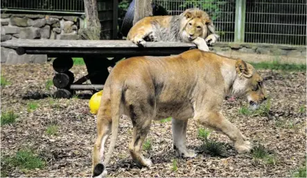  ?? BILD: SN/APA/DPA/HARALD TITTEL ?? Das Archivbild zeigt Löwen Malor und seine Mutter Lira im Eifel-Zoo.