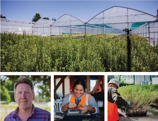 ??  ?? CLOCKWISE FROM TOP Minginui Nursery was set up in 2016 to produce native trees; Trays of mānuka ready to plant; A staff member works on propagatio­n; Minginui Nursery manager Matt Jackman.
OPPOSITE saving and replanting forests taps into Ngāti Whare iwi expertise.
