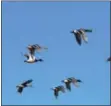  ?? TOM TATUM — FOR MEDIANEWS GROUP ?? The Great Backyard Bird Count, which might include this flock of seven mallard ducks, begins on Friday.