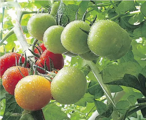  ??  ?? For the fullest possible flavour, pick tomatoes in the late afternoon on a sunny day, notes Helen Chesnut.