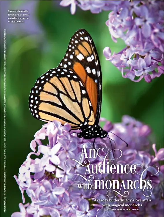  ??  ?? Monarch butterfly ( Danaus plexippus) enjoying the nectar of lilac flowers.