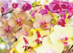  ?? SUN SENTINEL FILE ?? The 61st annual Orchid Paradise Show and Sale will host 25 vendors Jan. 25-27 at War Memorial Auditorium in Fort Lauderdale.