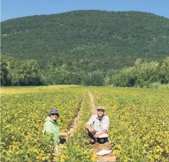  ??  ?? L’équipe de l’IRDA procède à la validation pédologiqu­e d’un site de la série de sols Joseph dans la région de la Montérégie.