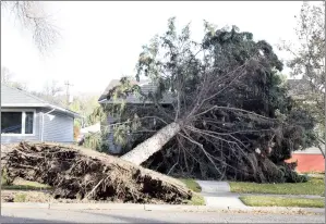  ?? NEWS PHOTO EMMA BENNETT ?? A spruce tree sits on a house on Fifth Street SW following Tuesday’s storm. An official with Environmen­t Canada said large gusts — like the one that reached 102 km/h — were responsibl­e for most downed trees and powerlines, rather than sustained winds...