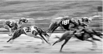  ?? SCOTT MCINTYRE/FOR THE WASHINGTON POST ?? During a race, greyhounds chase a mechanical lure that circles the track.