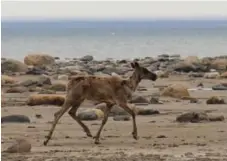  ?? TANYA TALAGA/TORONTO STAR ?? None of Canada’s 51 caribou herds appear to be growing, a report says.