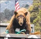  ?? Cody Miller ?? SOME BEARS can stay active throughout the year because of abundant, accessible sources of human food. Above, a dumpster raider in Pine Mountain Club, Calif.