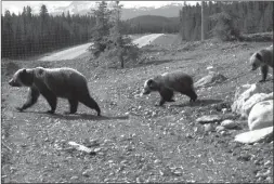  ?? Submitted photo ?? Researcher­s found mother grizzlies with cubs preferred highway overpasses — not tunnels — to travel in Banff National Park between 1997 and 2014.