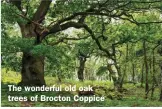  ?? ?? The wonderful old oak trees of Brocton Coppice