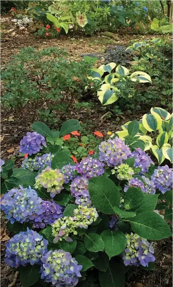  ?? (Norman Winter/tns) ?? Morning light in ‘The Garden Guy’s’ landscape, shows Let’s Dance Sky View with a lot of blossoms and an array of colors.