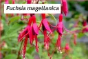  ?? ?? Fuchsia magellanic­a