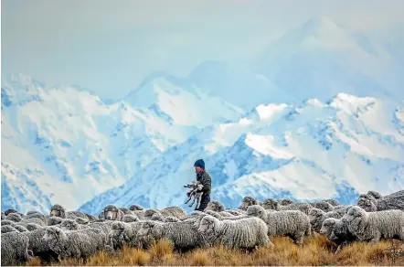  ??  ?? Irishman Creek Station, a traditiona­l sheep and cattle farm of more than 8600 hectares in the heart of the Mackenzie Basin, is for sale. Below, the station was home to jet boat developer Sir William Hamilton, seen on the O¯ hau River.