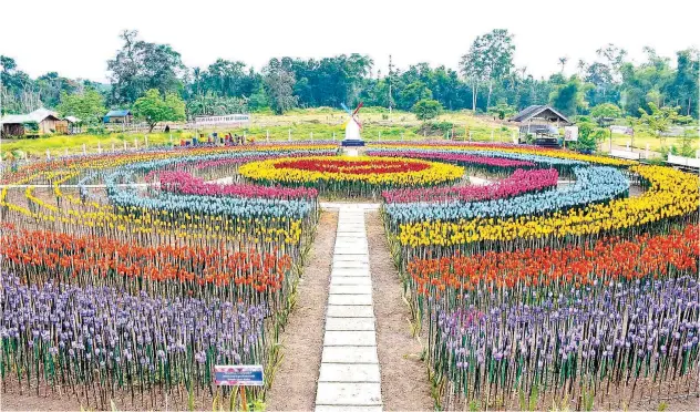  ?? Agence France-presse ?? ↑
A garden made out of 30,000 plastic bottles shaped into tulips is created as part of the local government’s efforts to raise environmen­t awareness and attract tourism in Lamitan City, Basilan, Philippine­s.