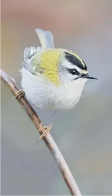  ?? PICTURE: BOB EADE ?? The firecrest is a similarly tiny bird