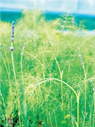  ??  ?? Versatile: fennel, above, adds flavour to roasted sea bass, top right, and can be used as a refreshing drink,above right