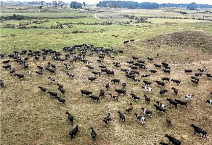  ?? ANDY JACKSON/STUFF ?? Taranaki experience­d severe drought this summer, Niwa data shows.