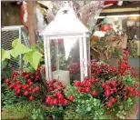  ??  ?? Left: A lantern surrounded by greenery and holly berries can make a simple table centerpiec­e or place on a coffee table. Above: Go outside and find some pine cones to use as part of your Christmas decoration­s for the holidays.