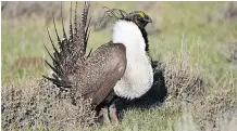  ?? FISH AND WILDLIFE SERVICE JEANNIE STAFFORD/U.S. ?? The greAter sAge grouse is A threAtened speCies.