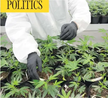  ?? CHRIS ROUSSAKIS / FOR NATIONAL POST ?? An employee at Tweed Farms in Smiths Falls, Ont., inspects plants in one of their growing rooms.