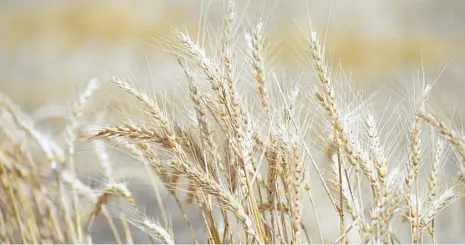  ?? PHOTO: ALLAN REINIKKA ?? ECONOMICS: What happens in both China and Russia can have an immediate impact on the price of Australian wheat, according to economist Erik Norland.