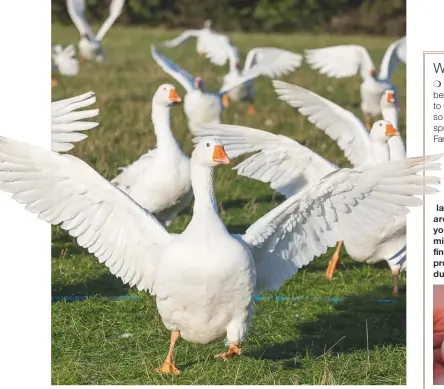  ??  ?? Boo! Geese make excellent guardians, but they may occasional­ly chase your guests