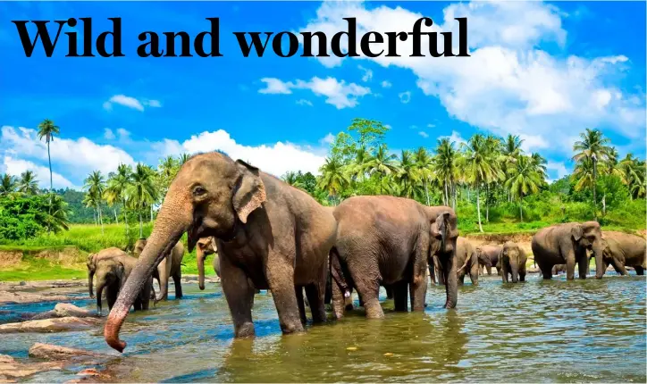  ??  ?? There are estimated to be more than 5,000 wild elephants wandering around the island