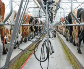  ??  ?? Nancy Rivington monitors the progress of her herd in the open air milking parlor at Red Gate Farms.