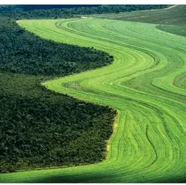  ??  ?? Déforestat­ion. Au Brésil, les cultures agricoles empiètent sur la savane. Mais seul 0,08 % de la surface forestière du globe disparaît chaque année.