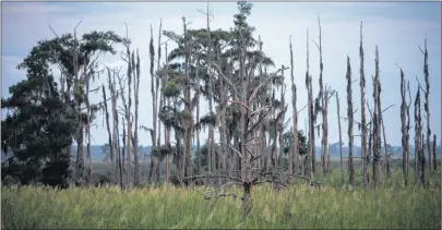  ?? AP PHOTO ?? This July 16 photo shows a “ghost forest” near the Savannah River in Port Wentworth, Ga.