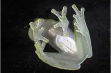  ?? ?? A thing of beauty: delegates and conservati­on experts will soon decide the fate of amphibians like this white-heart glass frog. —AFP