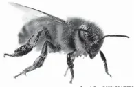  ?? Georgia Tech/CANDLER HOBBS ?? Researcher­s at Georgia Tech found that a bee could shed about 15,000 pollen grains in two minutes as it brushed itself clean.