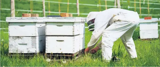  ??  ?? Ces années-ci, les prix du miel et les revenus de la pollinisat­ion sont intéressan­ts pour les apiculteur­s du Québec.