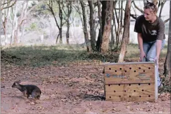  ??  ?? A heavily pregnant, orphaned duiker, resembling this one, died after it was rescued from the house where it was kept as a pet.the animal had been maimed.