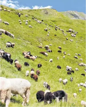  ?? ?? Mit der Großherde im Hochgebirg­e: Maria Naynar war im Vorjahr in Tirol