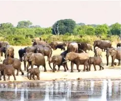  ??  ?? The biggest threat to the survival of elephants and other animals is the loss of habitat and the animals have become a threat unto themselves