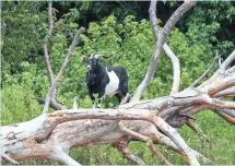  ?? RALPH MUSTHALER, THE DAILY TIMES ?? Goat Island comes with about 30 of its namesake residents.