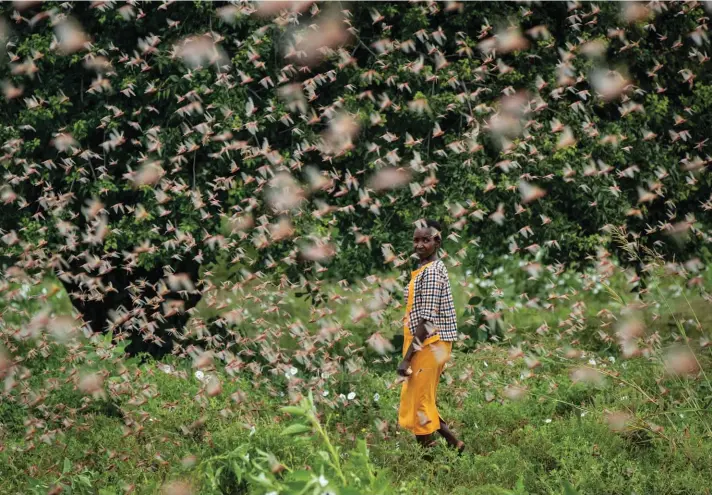  ??  ?? A farmer looks back as she walks through swarms of desert locusts feeding on her crops, in Katitika village, Kitui county, Kenya on Friday. Desert locusts have swarmed into Kenya by the hundreds of millions from Somalia and Ethiopia, countries that haven't seen such numbers in a quarter-century, destroying farmland and threatenin­g an already vulnerable region. Photo: AP